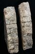 Inch Tall Petrified Wood Bookends #3935-2